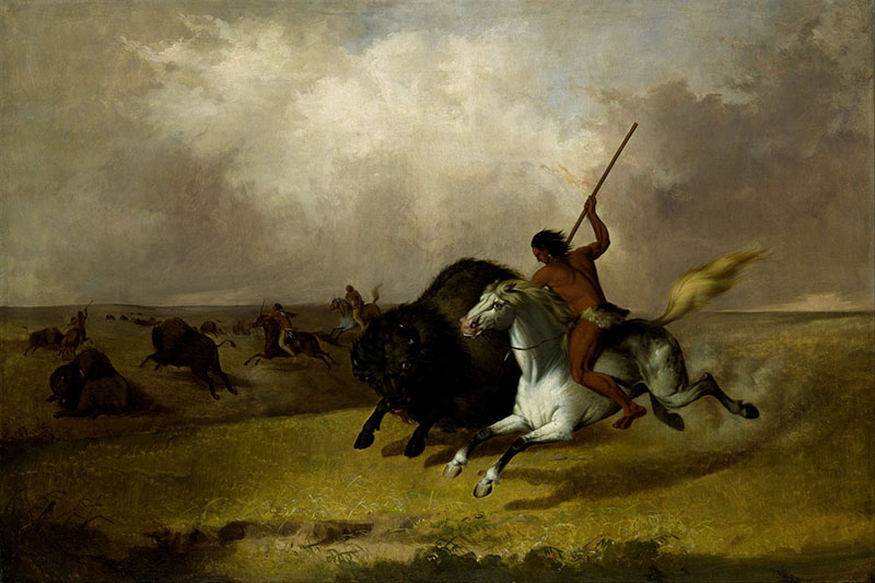 hunting bison