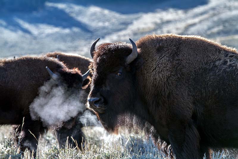 bison